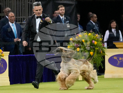 Westminster Dog Show