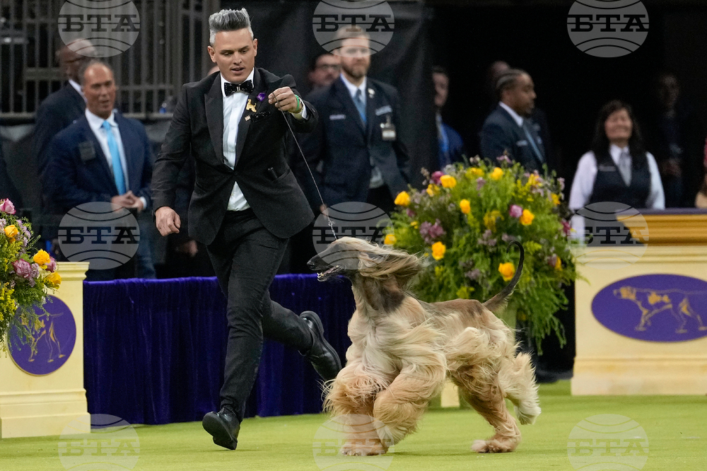 Westminster Dog Show