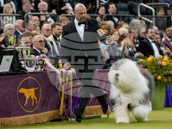 Westminster Dog Show