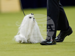 Westminster Dog Show