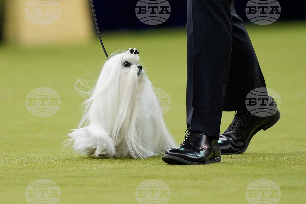 Westminster Dog Show