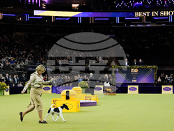 Westminster Dog Show