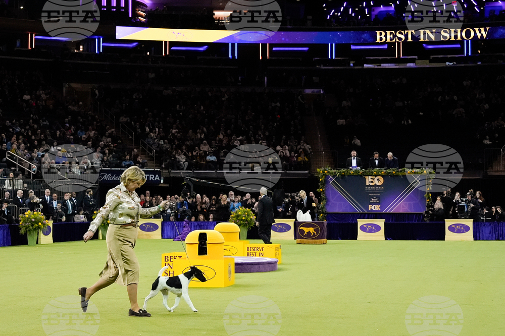 Westminster Dog Show