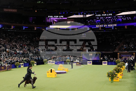 Westminster Dog Show