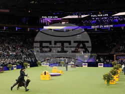 Westminster Dog Show