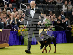Westminster Dog Show
