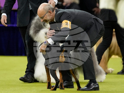 Westminster Dog Show