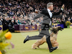 Westminster Dog Show