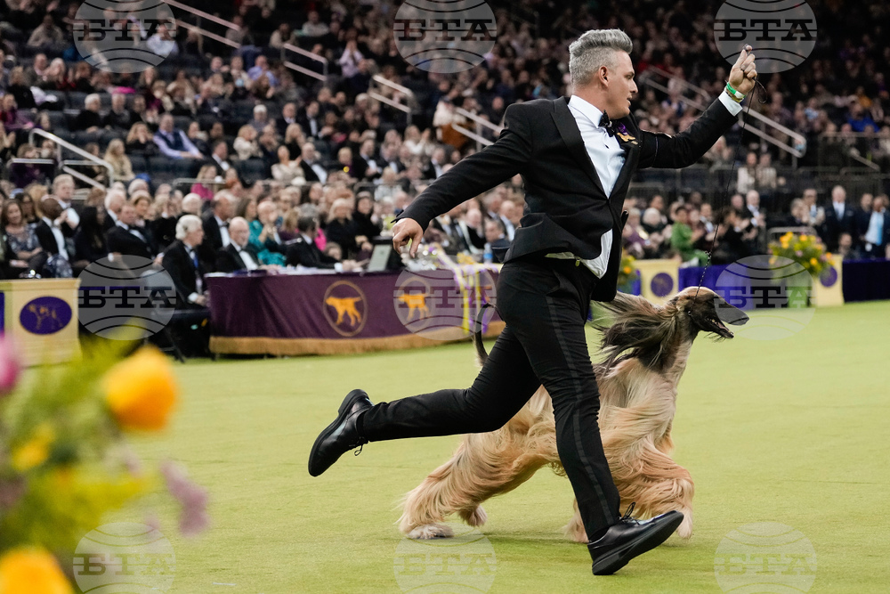 Westminster Dog Show