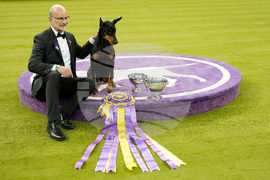Westminster Dog Show