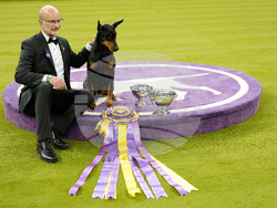 Westminster Dog Show