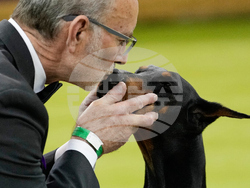 Westminster Dog Show