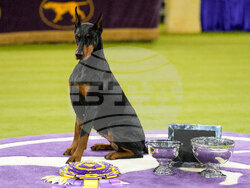 Westminster Dog Show
