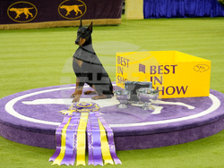 Westminster Dog Show