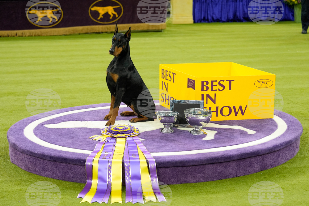 Westminster Dog Show