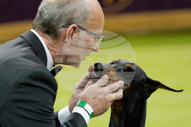 Westminster Dog Show