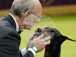 Westminster Dog Show