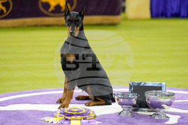 Westminster Dog Show