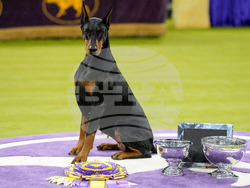 Westminster Dog Show