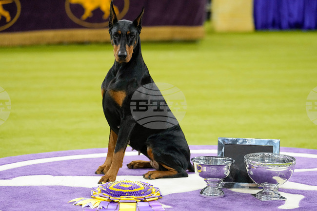 Женски доберман на име Пени спечели най-престижното отличие за кучета в САЩ - Голямата награда на Уестминстърското киноложко изложение 