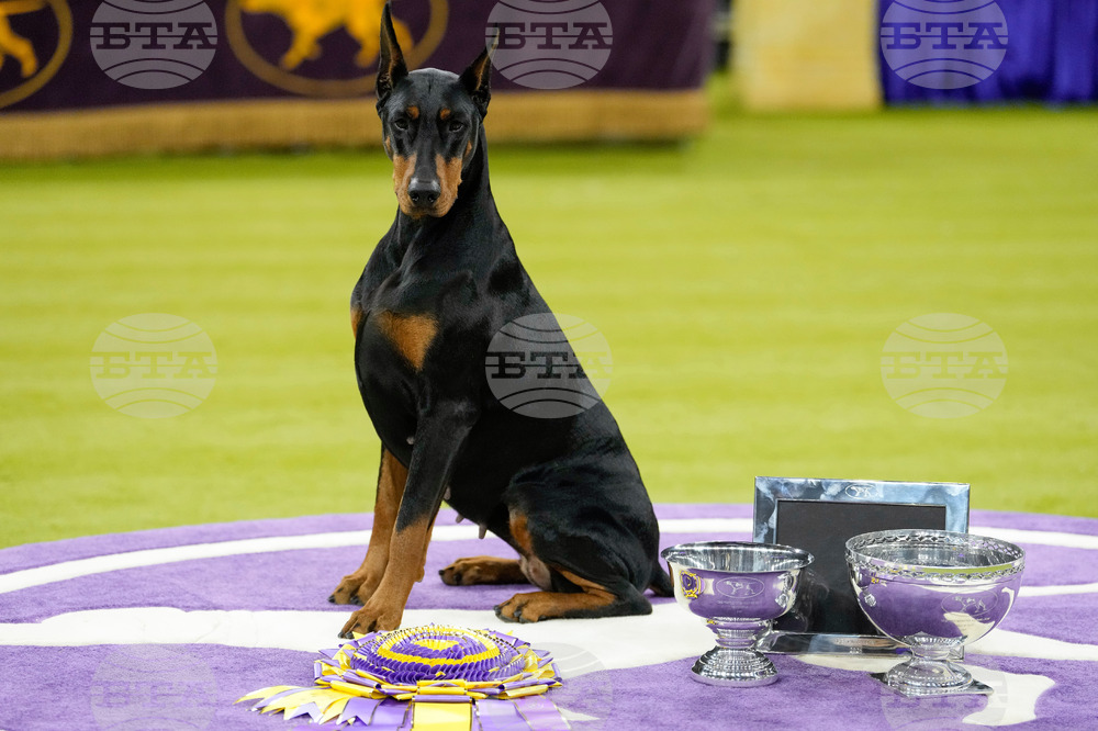 Westminster Dog Show