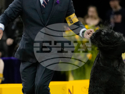 Westminster Dog Show