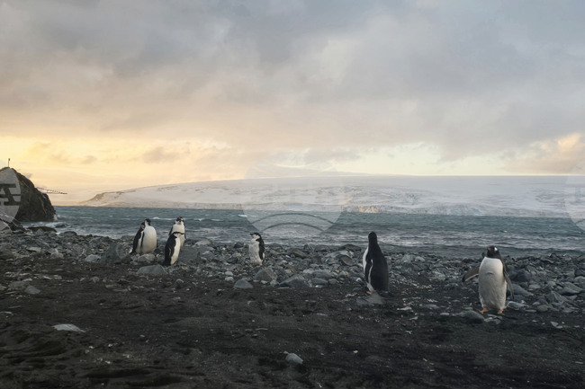 Antarctica - Livingston Island - view