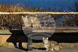 Бургас - слънчево време - котки