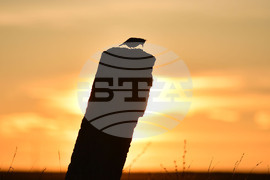 Село Лудогорци - природа - качулата чучулига