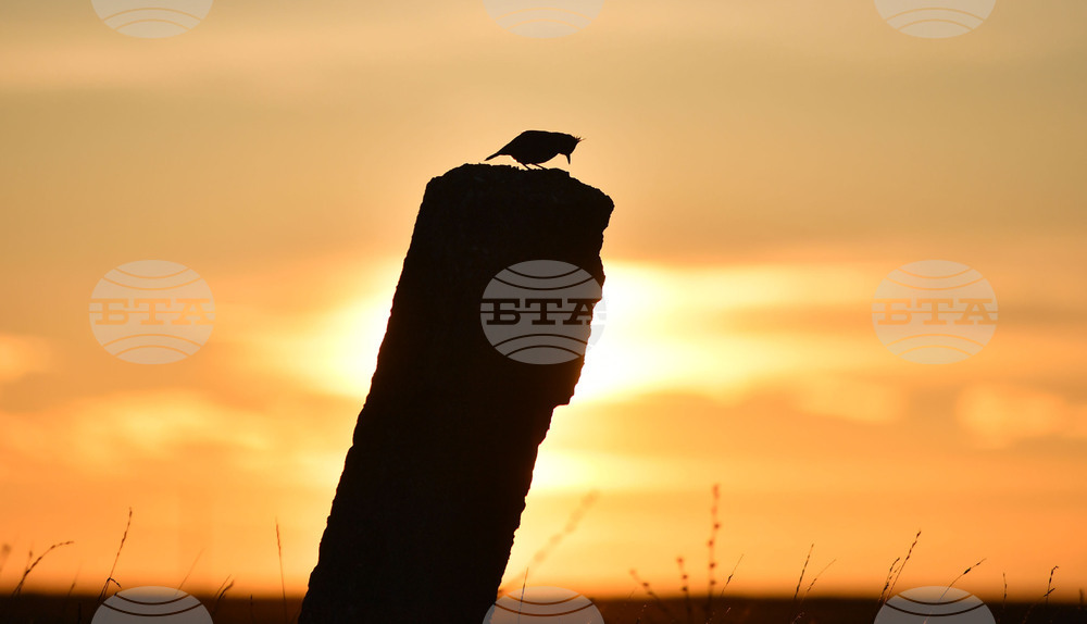 Село Лудогорци - природа - качулата чучулига