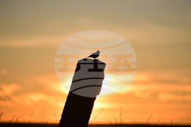 Село Лудогорци - природа - качулата чучулига