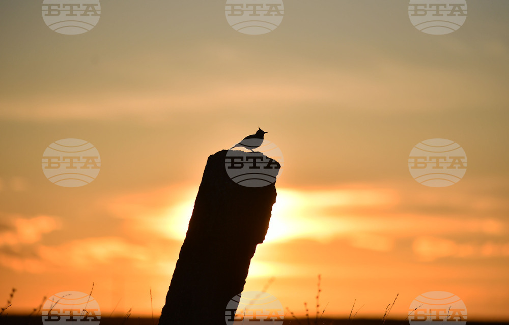 Село Лудогорци - природа - качулата чучулига