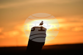 Село Лудогорци - природа - качулата чучулига