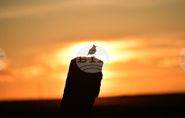 Село Лудогорци - природа - качулата чучулига