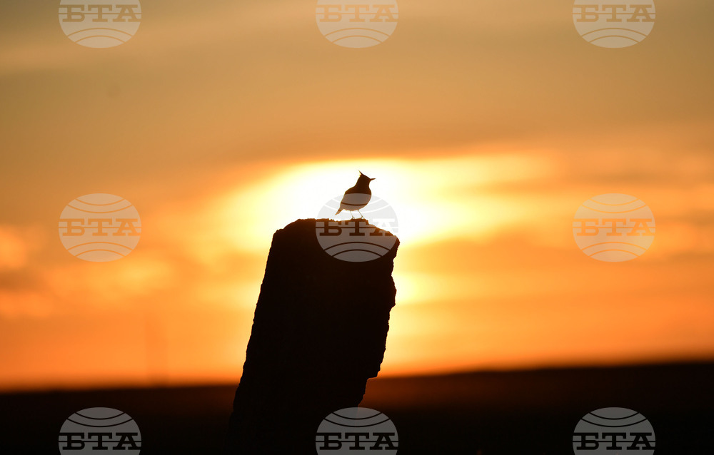 Село Лудогорци - природа - качулата чучулига