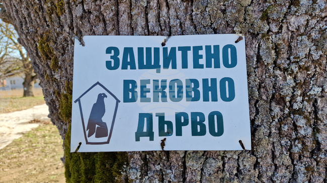 Нови две вековни дървета от вида благун и цер бяха обявени за защитени 