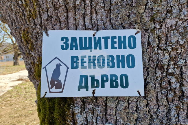 Нови две вековни дървета от вида благун и цер бяха обявени за защитени 