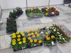 Добрич - Борса за семена и посадъчен материал