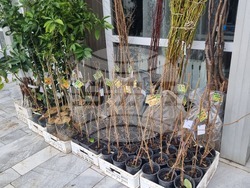 Добрич - Борса за семена и посадъчен материал