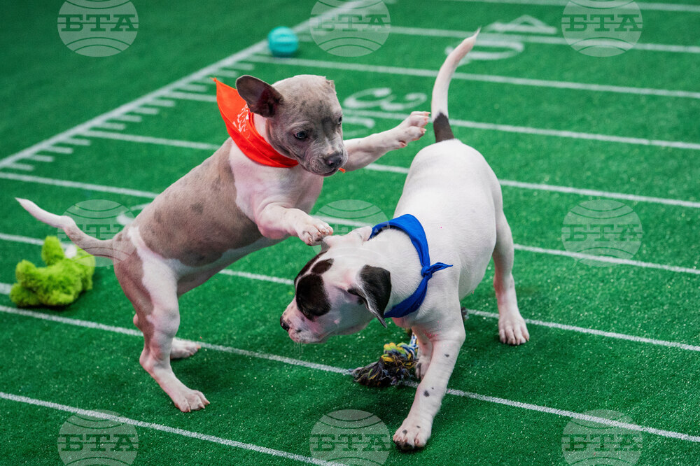 TV - Puppy Bowl