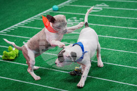 TV - Puppy Bowl