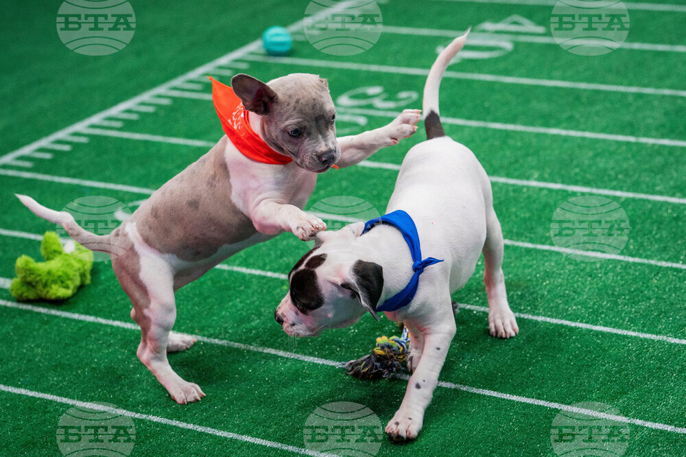 TV - Puppy Bowl
