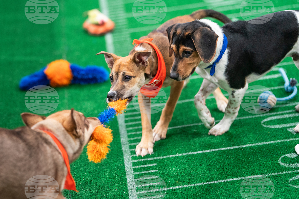 TV - Puppy Bowl
