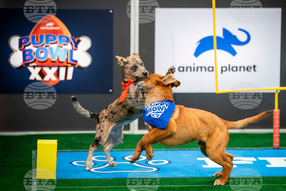 TV - Puppy Bowl
