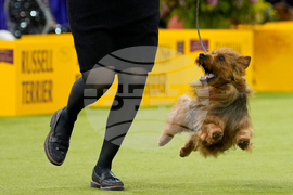 APTOPIX Westminster Dog Show