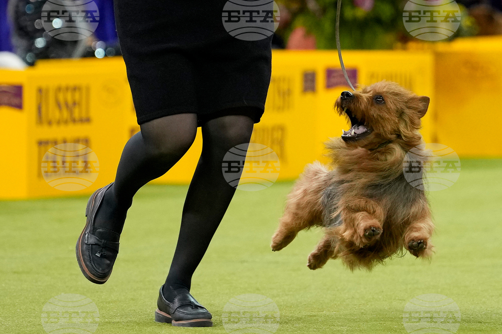 APTOPIX Westminster Dog Show