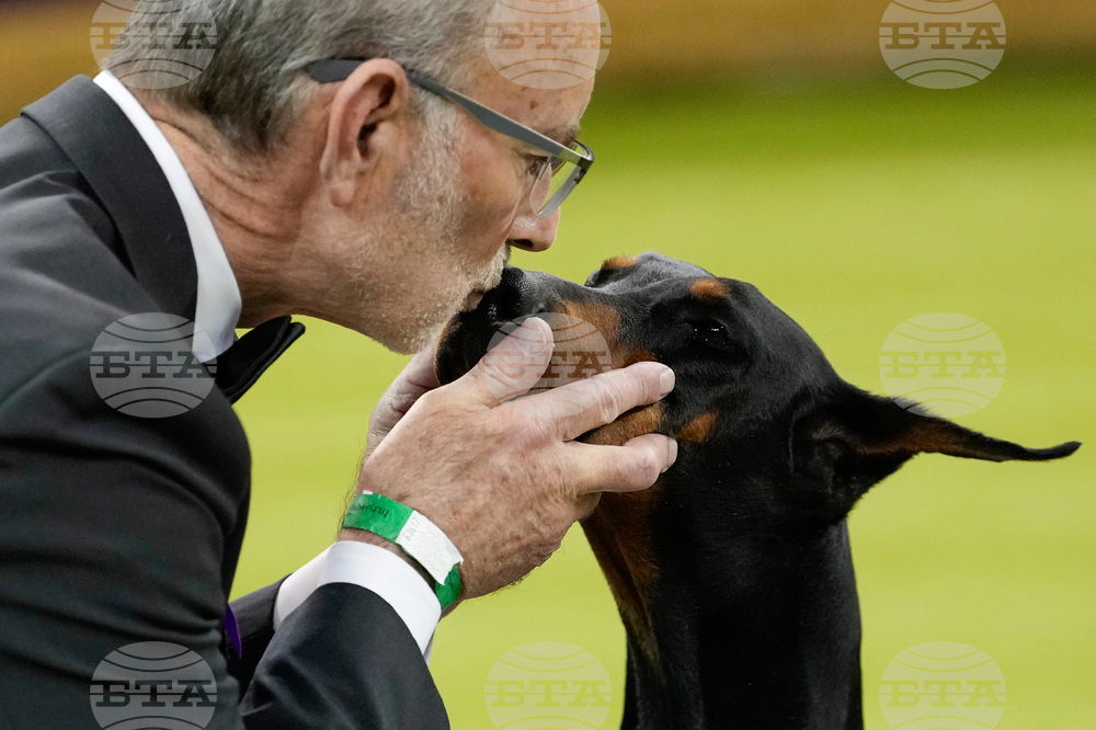 APTOPIX Westminster Dog Show