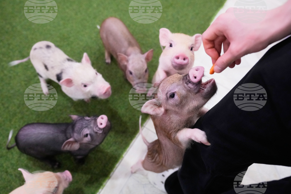 Russia Pig Cafe