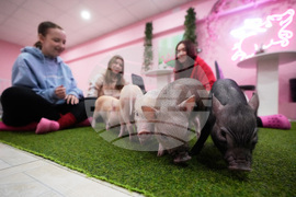 Russia Pig Cafe