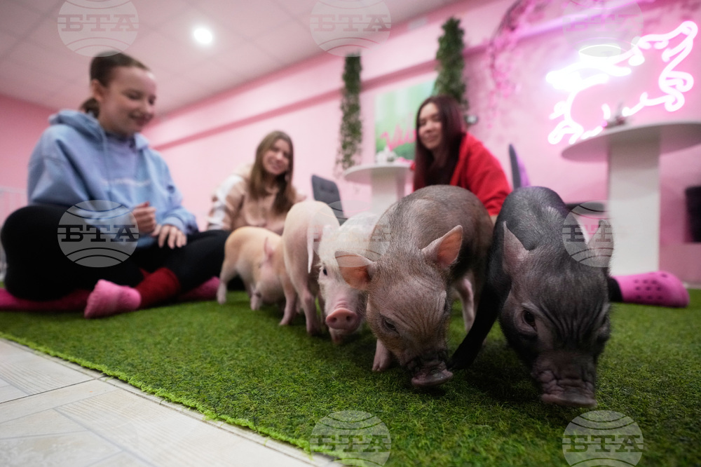 Russia Pig Cafe